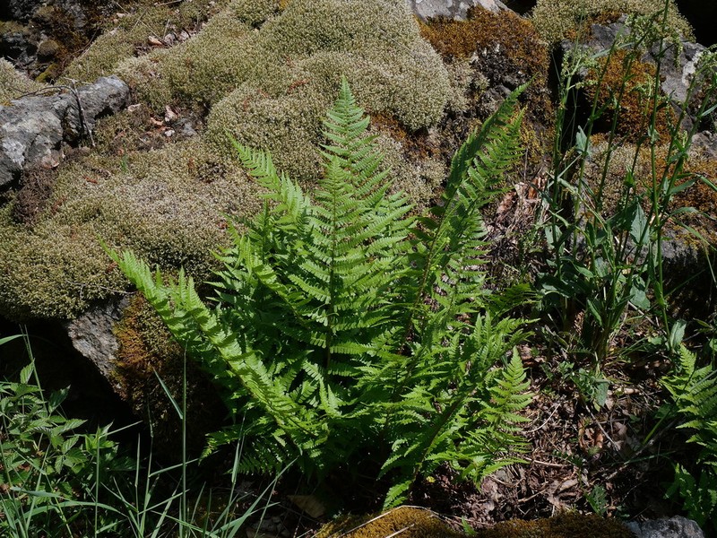 Dryopteris oreades photo 3