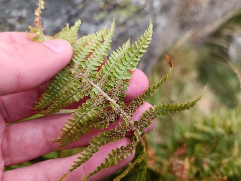 Dryopteris oreades photo 4