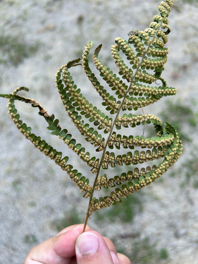 Dryopteris oreades photo 5