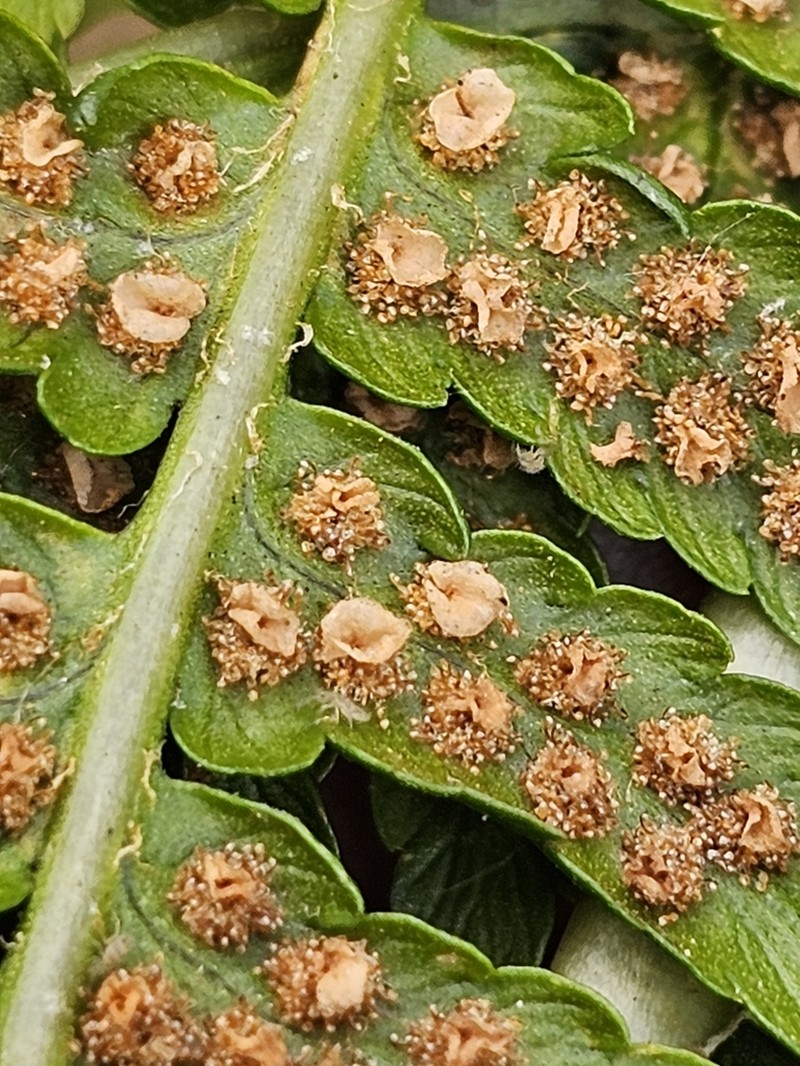 Dryopteris oreades photo 6