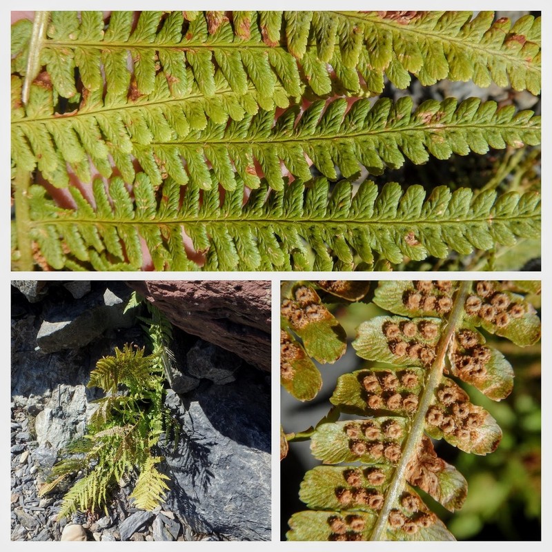 Dryopteris oreades photo 7