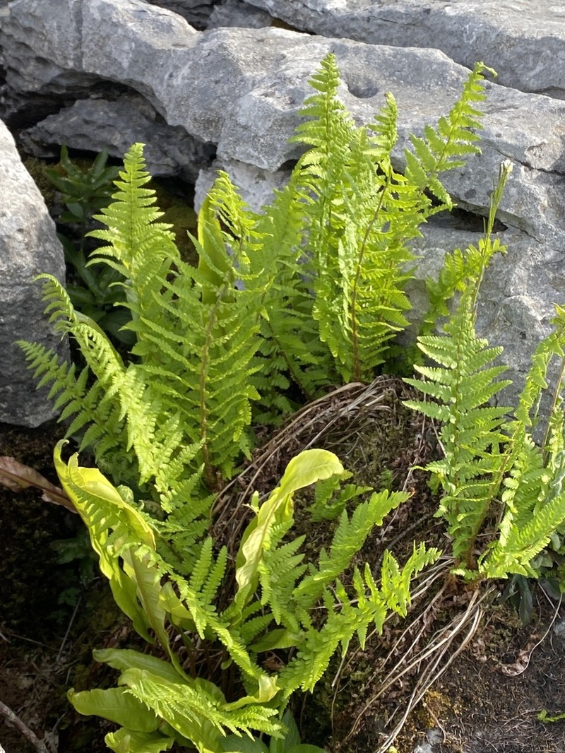 Dryopteris oreades photo 8