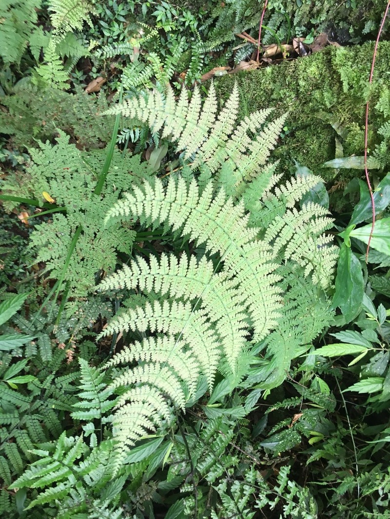 Dryopteris paleolata photo 2