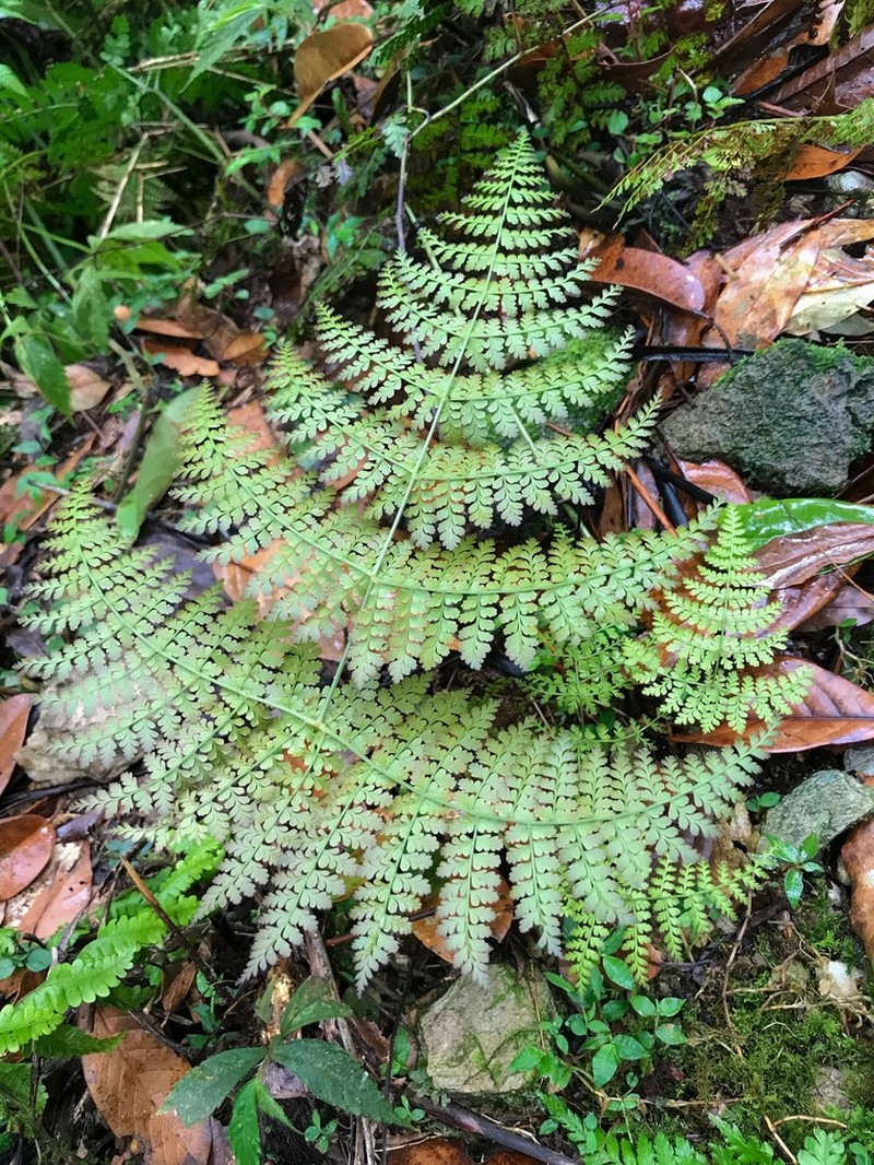 Dryopteris paleolata photo 3