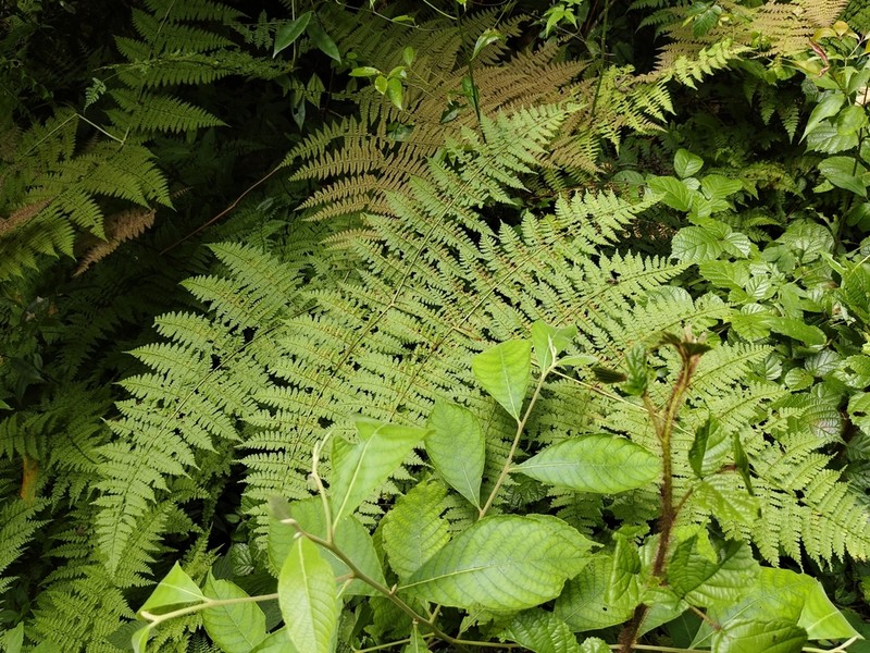 Dryopteris paleolata photo 4