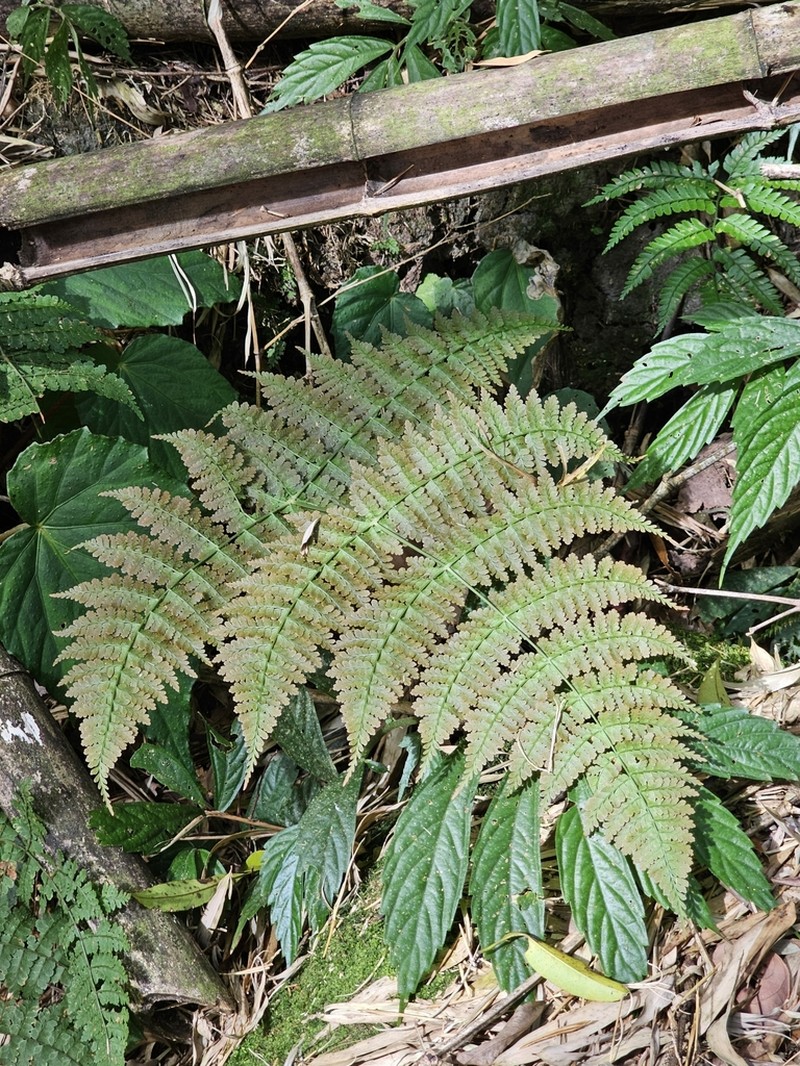 Dryopteris paleolata photo 5