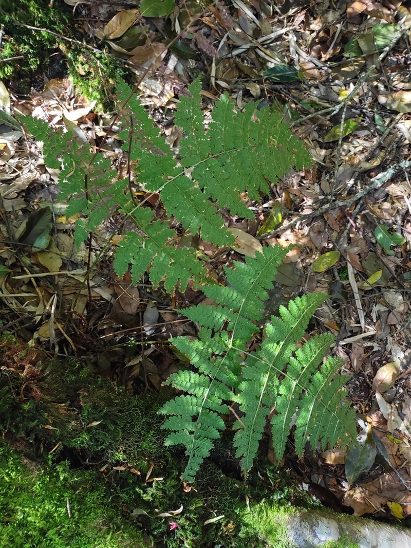 Dryopteris paleolata photo 6