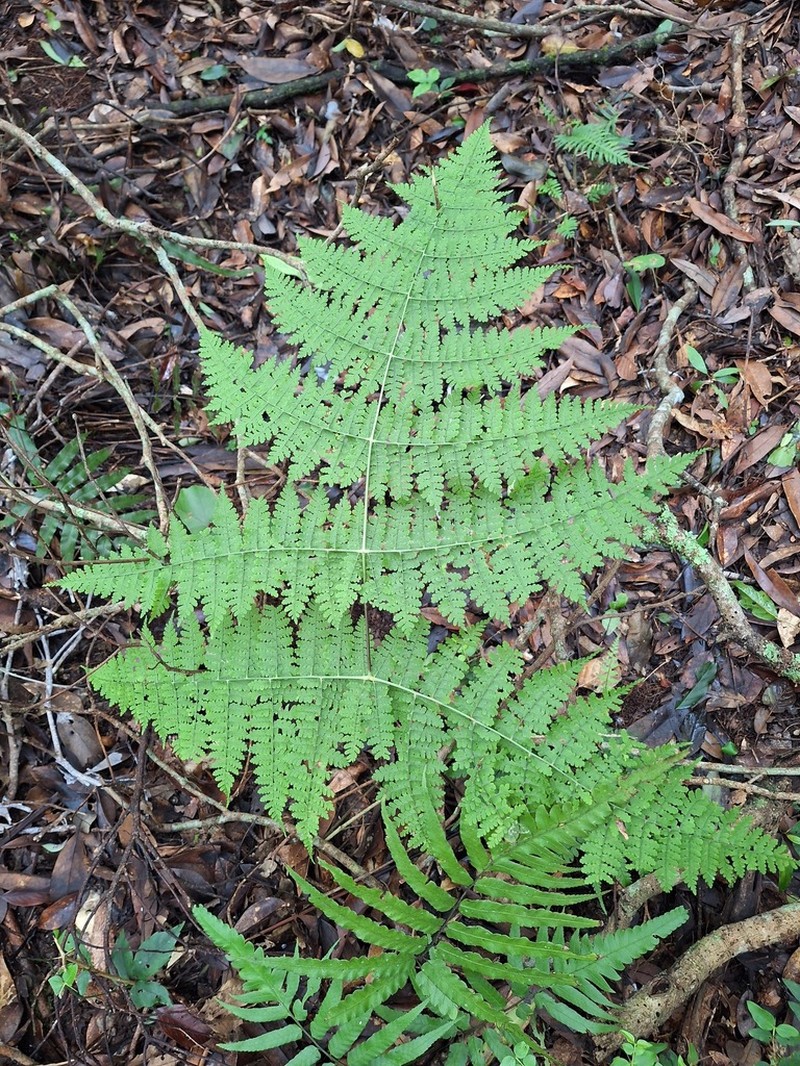 Dryopteris paleolata photo 7
