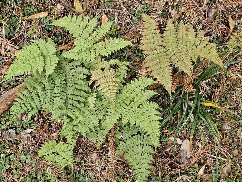 Dryopteris paleolata photo 8