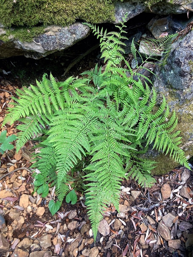 Dryopteris pallida