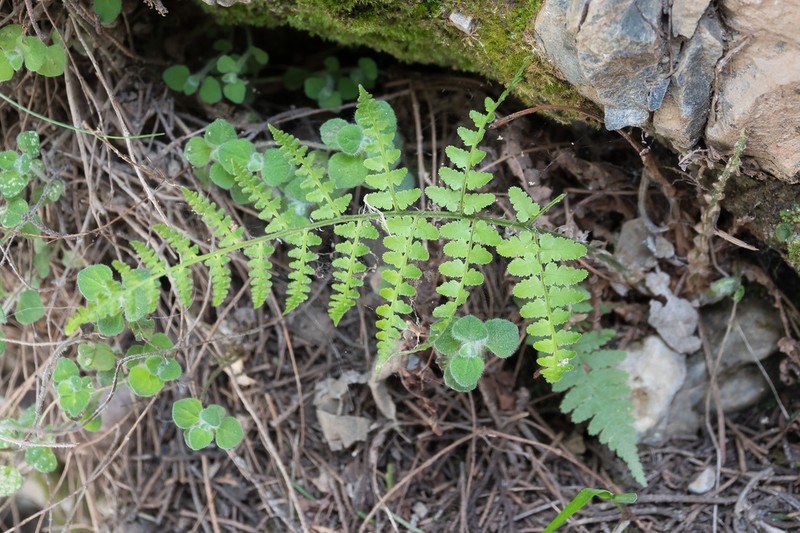 Dryopteris pallida photo 2