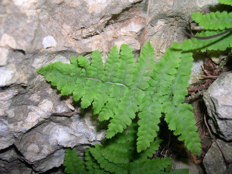 Dryopteris pallida photo 3