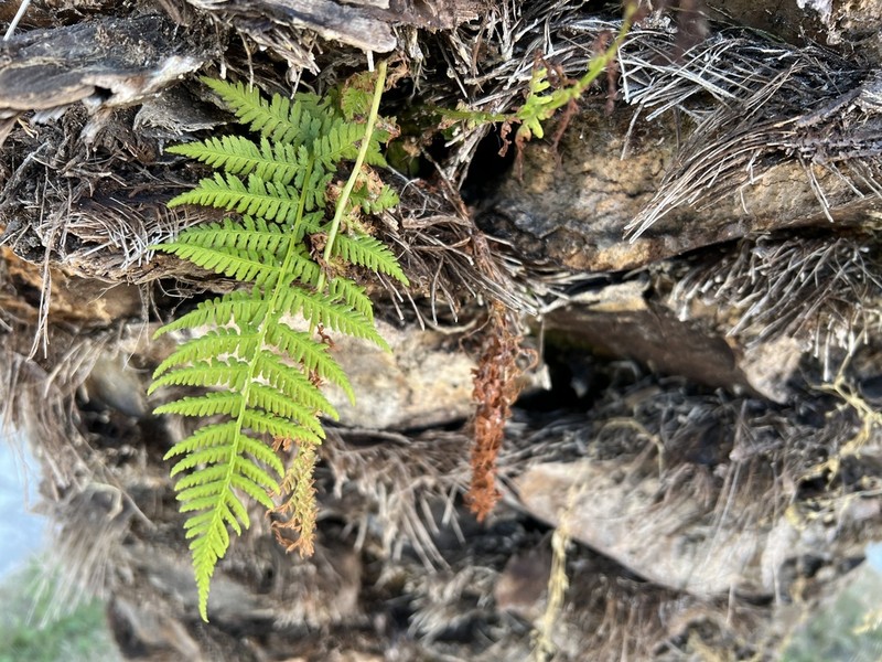 Dryopteris pallida photo 4