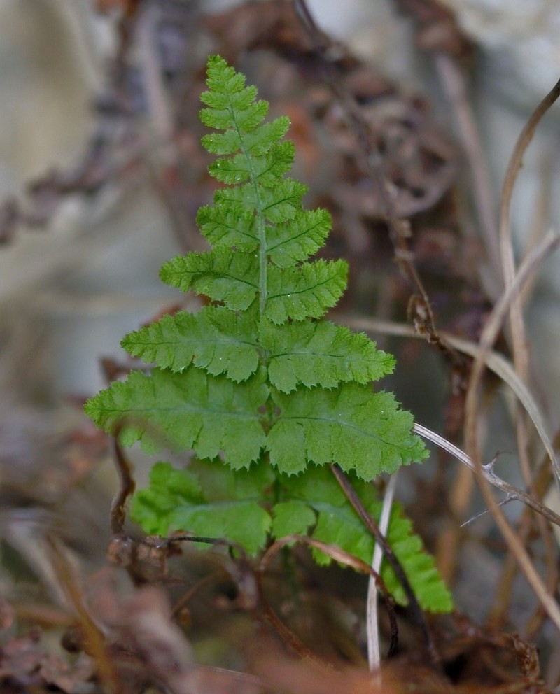 Dryopteris pallida photo 5