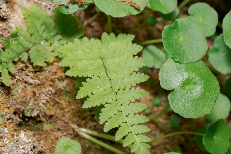 Dryopteris pallida photo 6