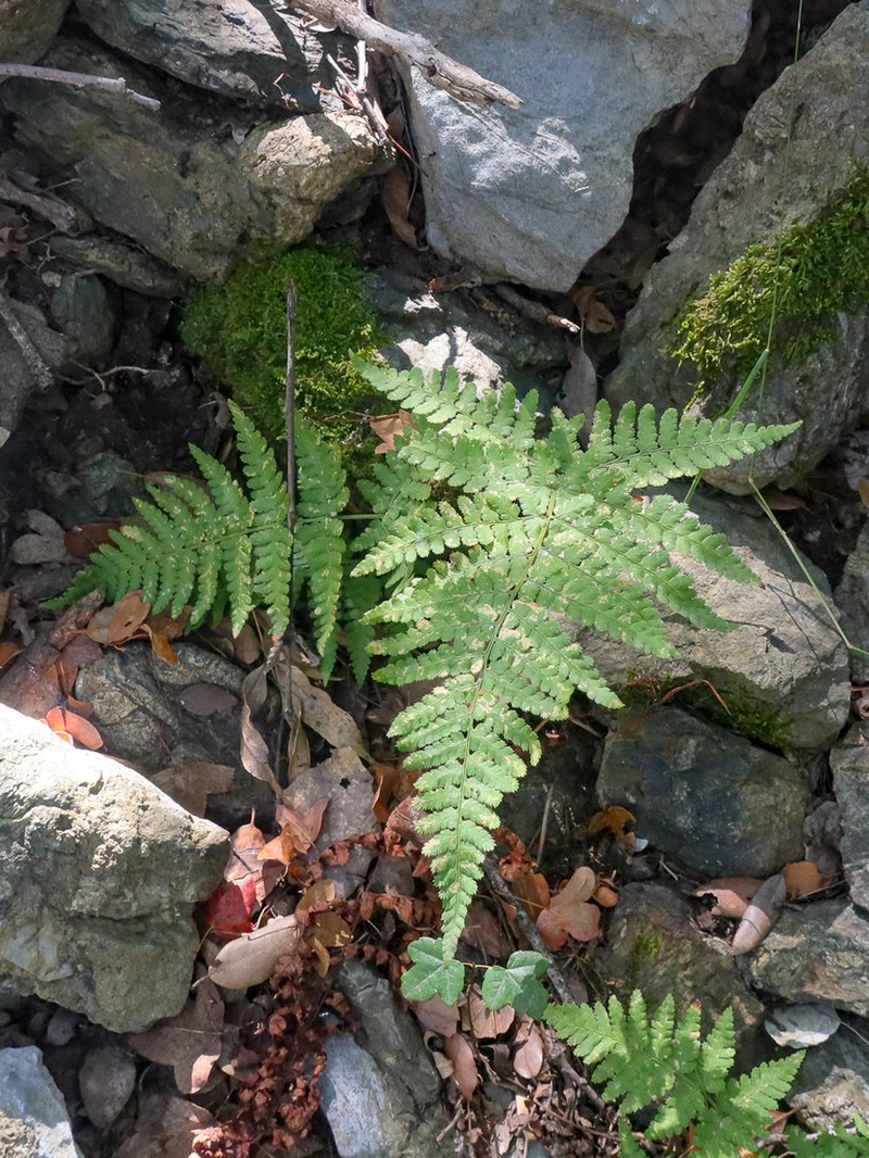 Dryopteris pallida photo 7