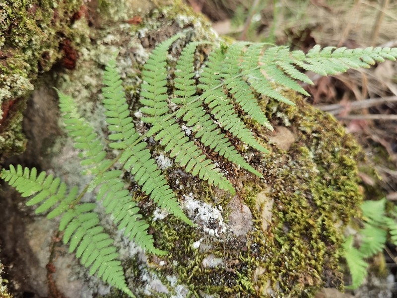 Dryopteris pallida photo 8