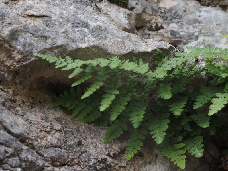 Dryopteris pallida subsp. balearica