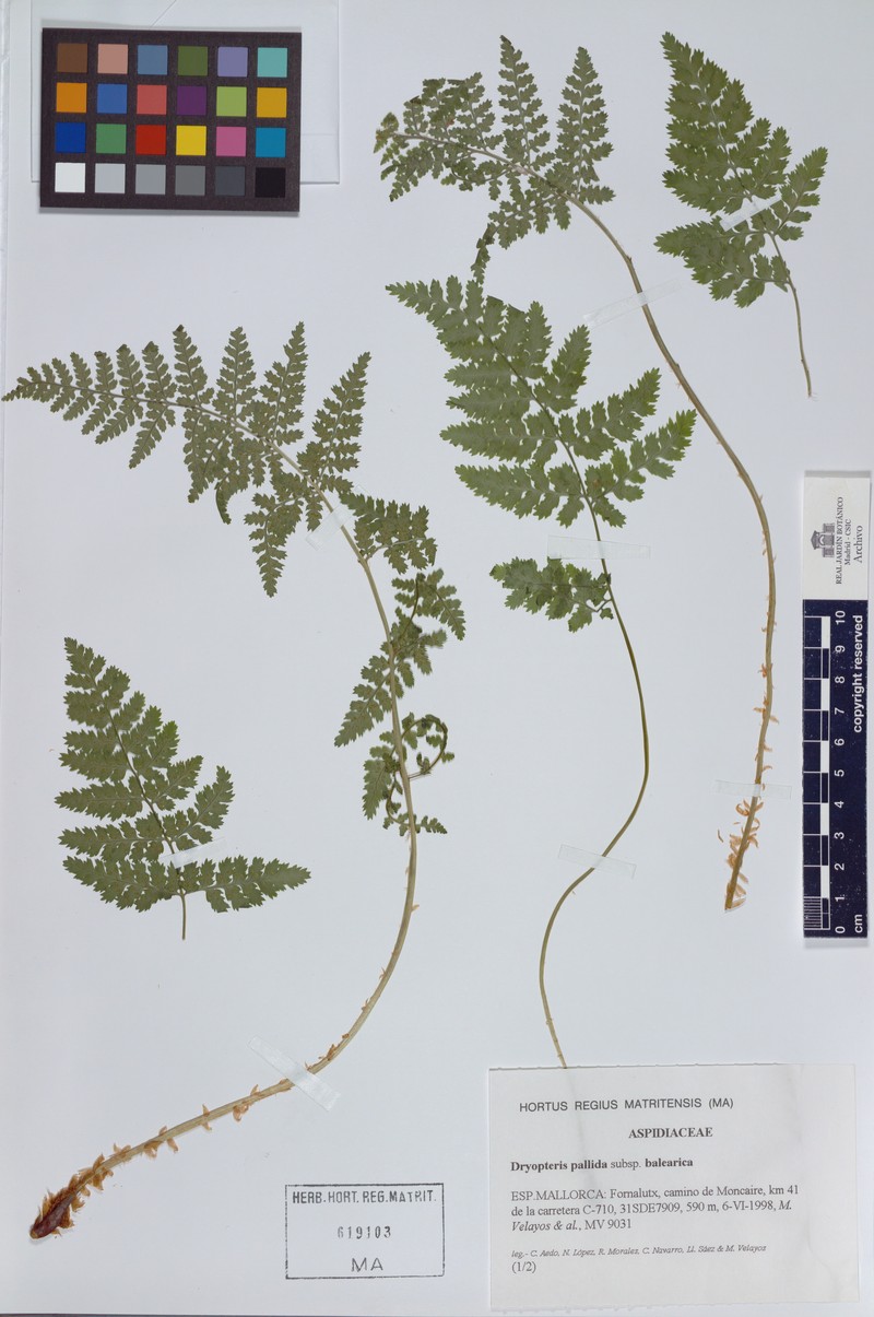 Dryopteris pallida subsp. balearica photo 2