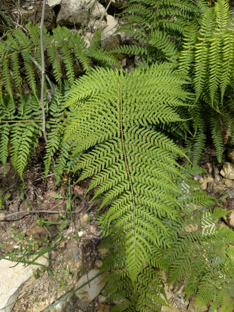Dryopteris pallida subsp. libanotica
