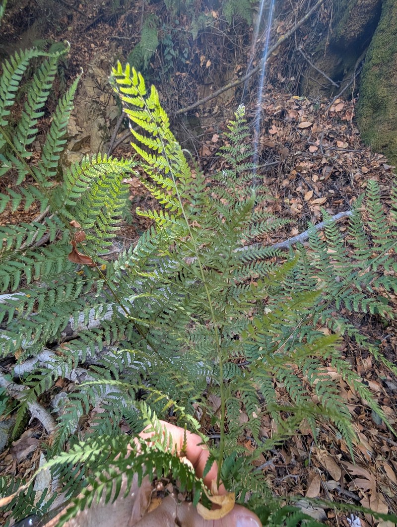 Dryopteris pallida subsp. libanotica photo 2