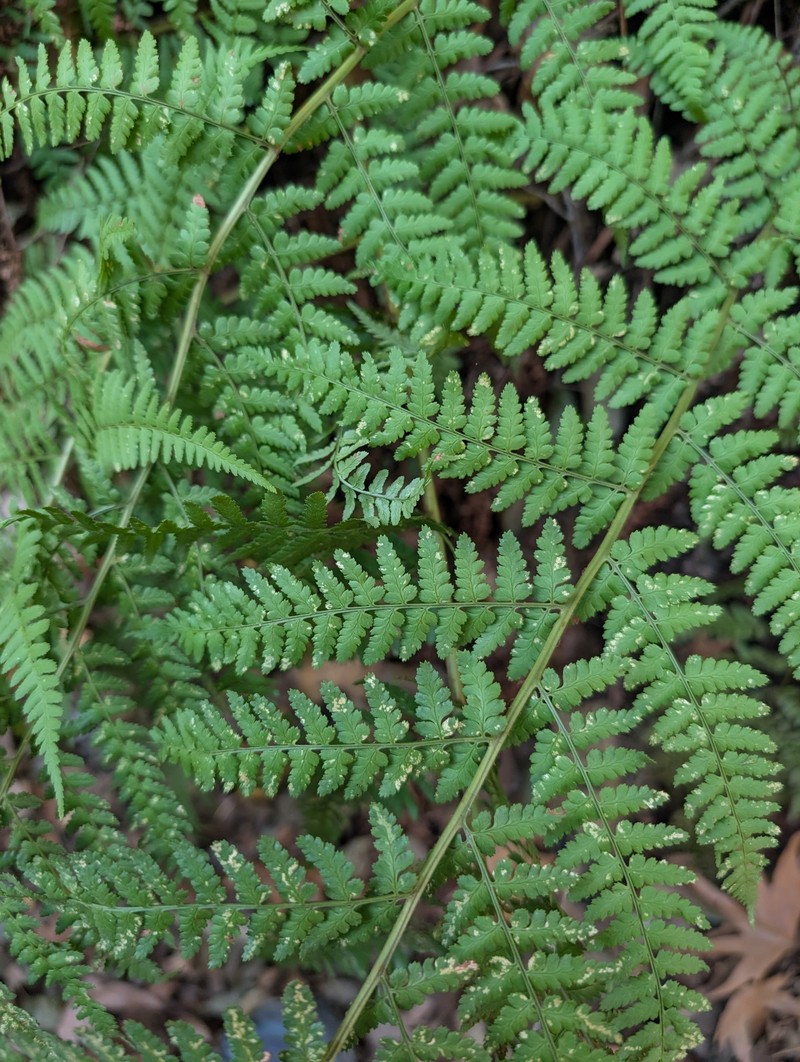Dryopteris pallida subsp. libanotica photo 3