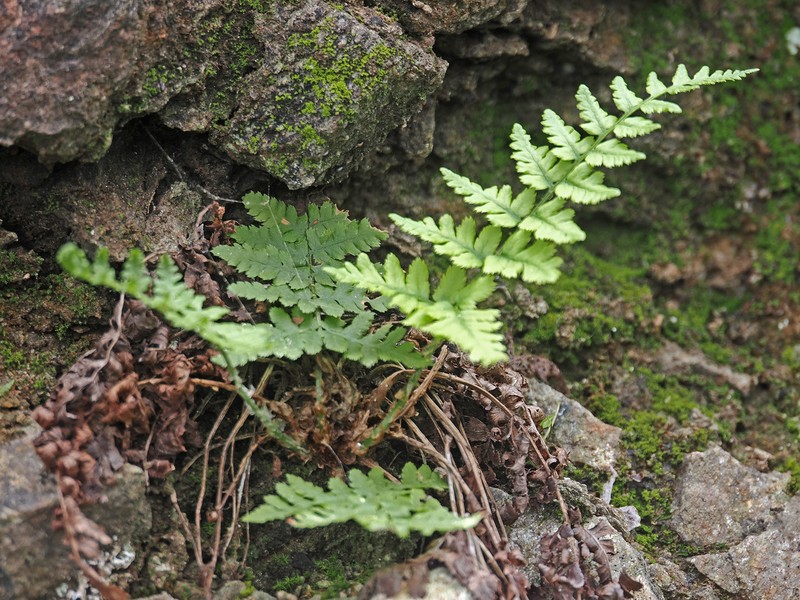 Dryopteris pallida subsp. pallida