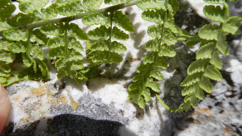 Dryopteris pallida subsp. pallida photo 2