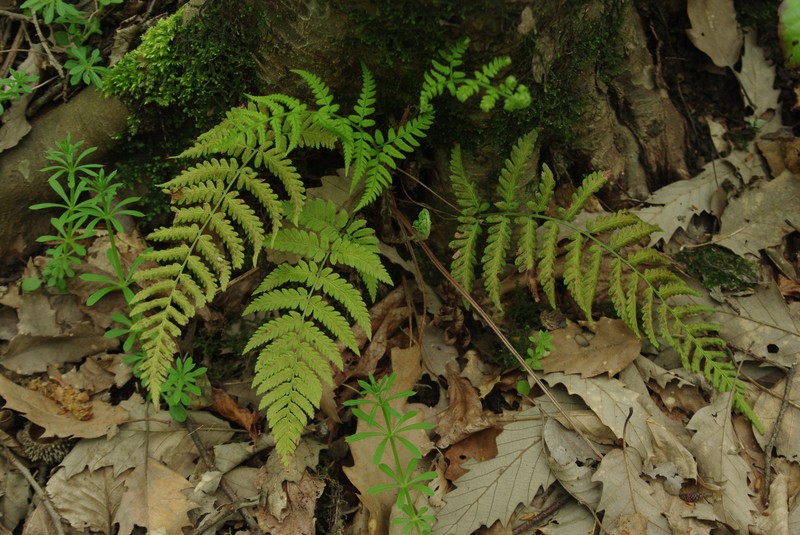 Dryopteris pallida subsp. raddeana photo 2