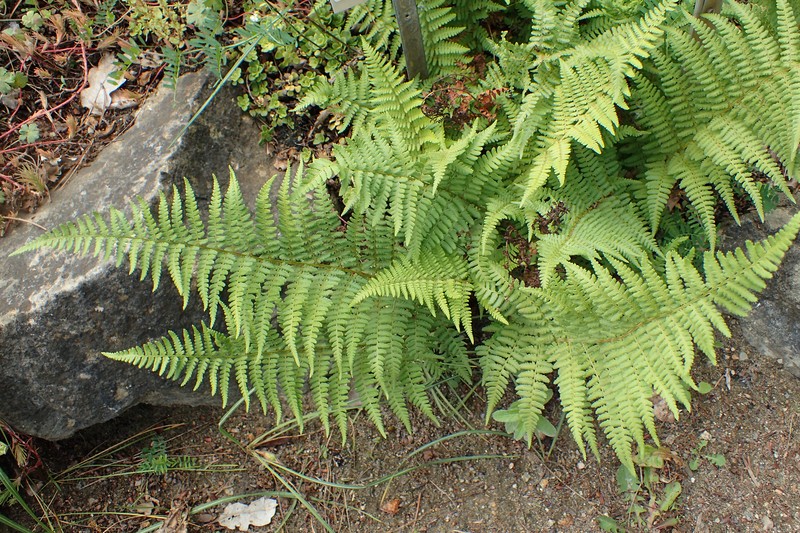 Dryopteris pallida subsp. raddeana