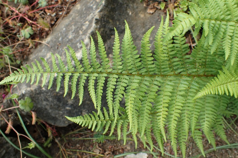 Dryopteris pallida subsp. raddeana photo 3