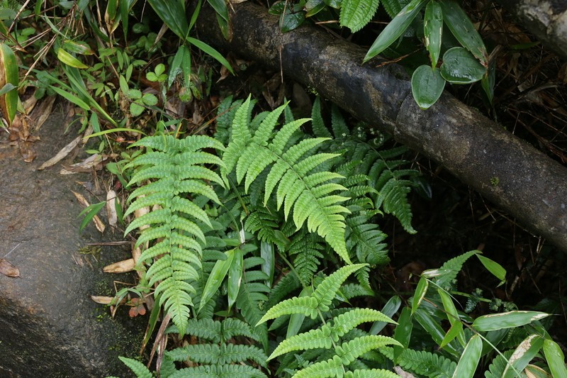 Dryopteris panda