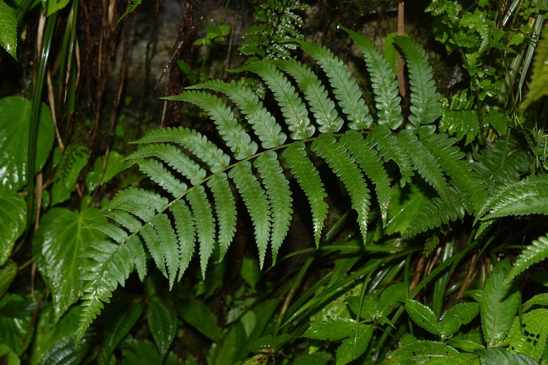 Dryopteris panda photo 2