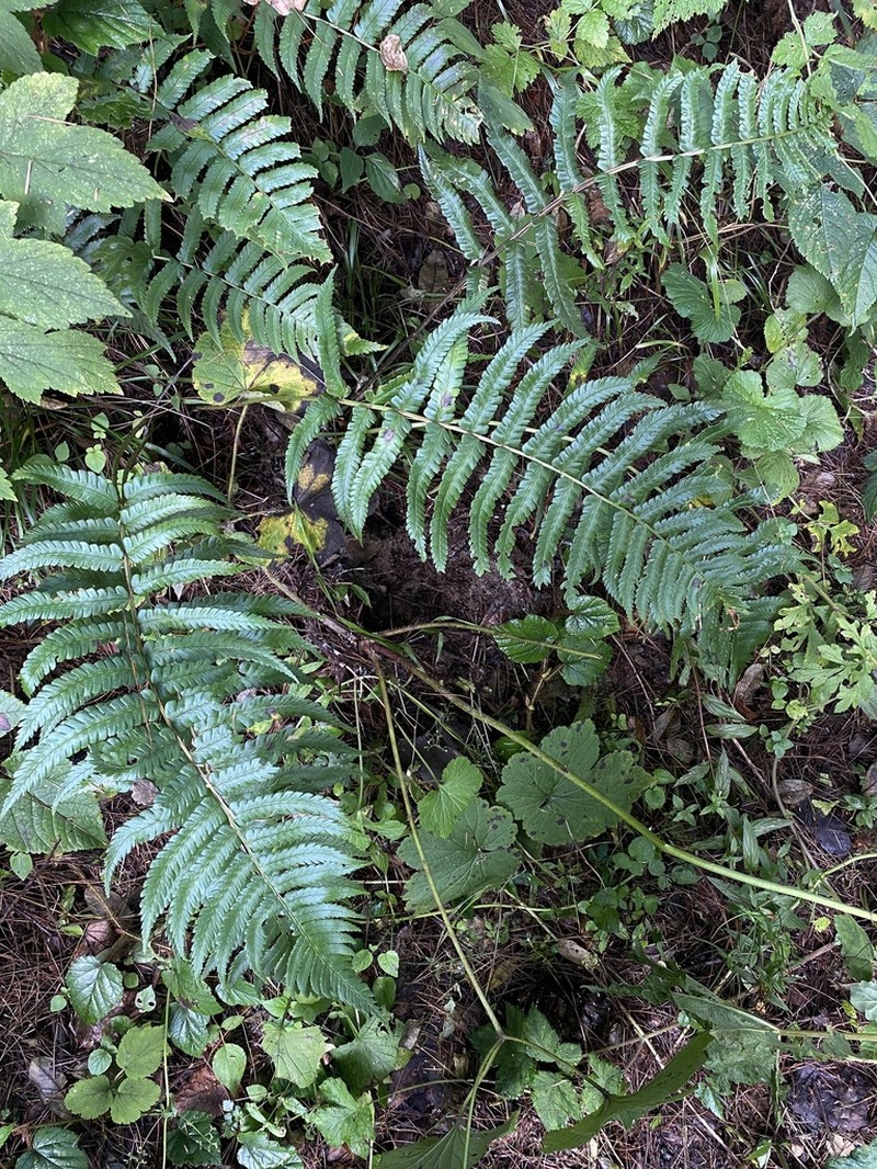 Dryopteris panda photo 3