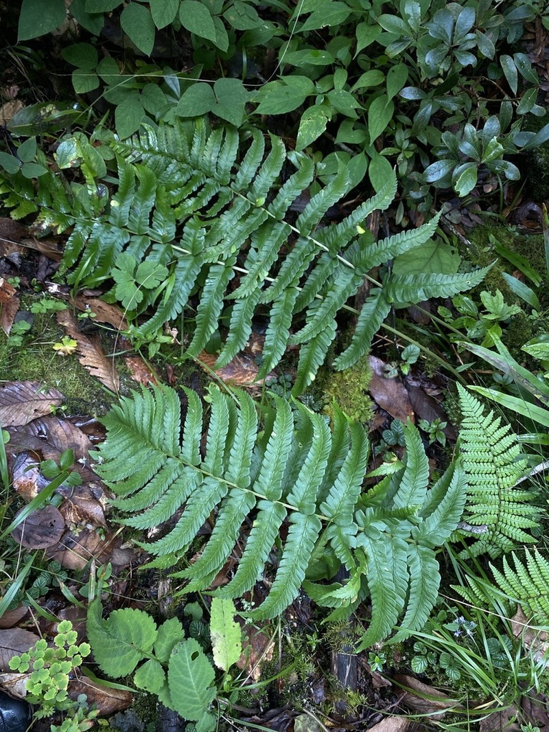 Dryopteris panda photo 4