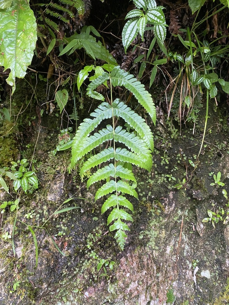 Dryopteris panda photo 5