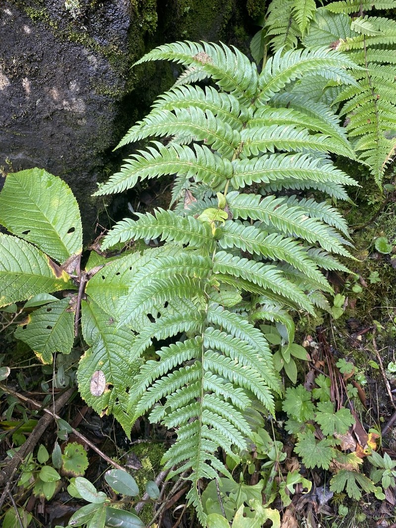 Dryopteris panda photo 6