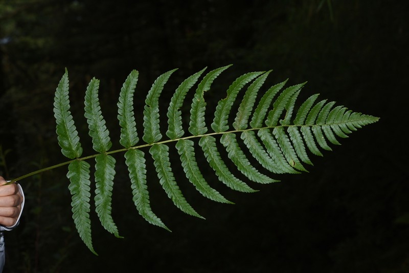 Dryopteris panda photo 7