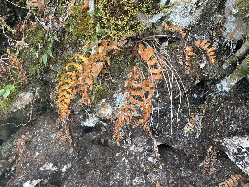 Dryopteris panda photo 8