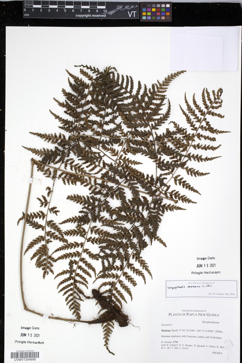 Dryopteris papuana