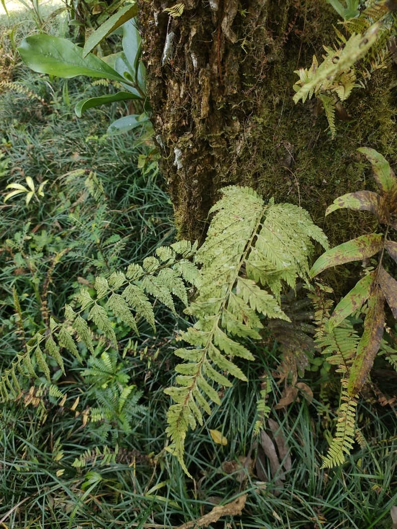 Dryopteris patula