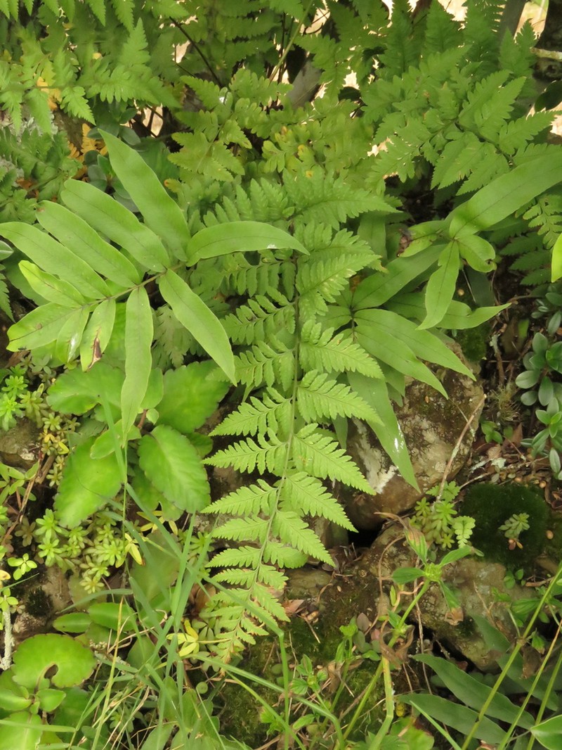 Dryopteris patula photo 2