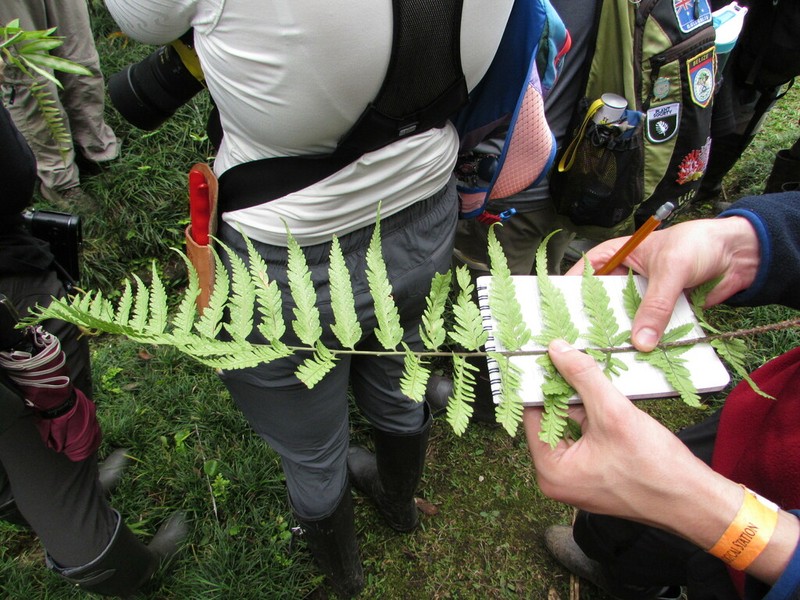 Dryopteris patula photo 3