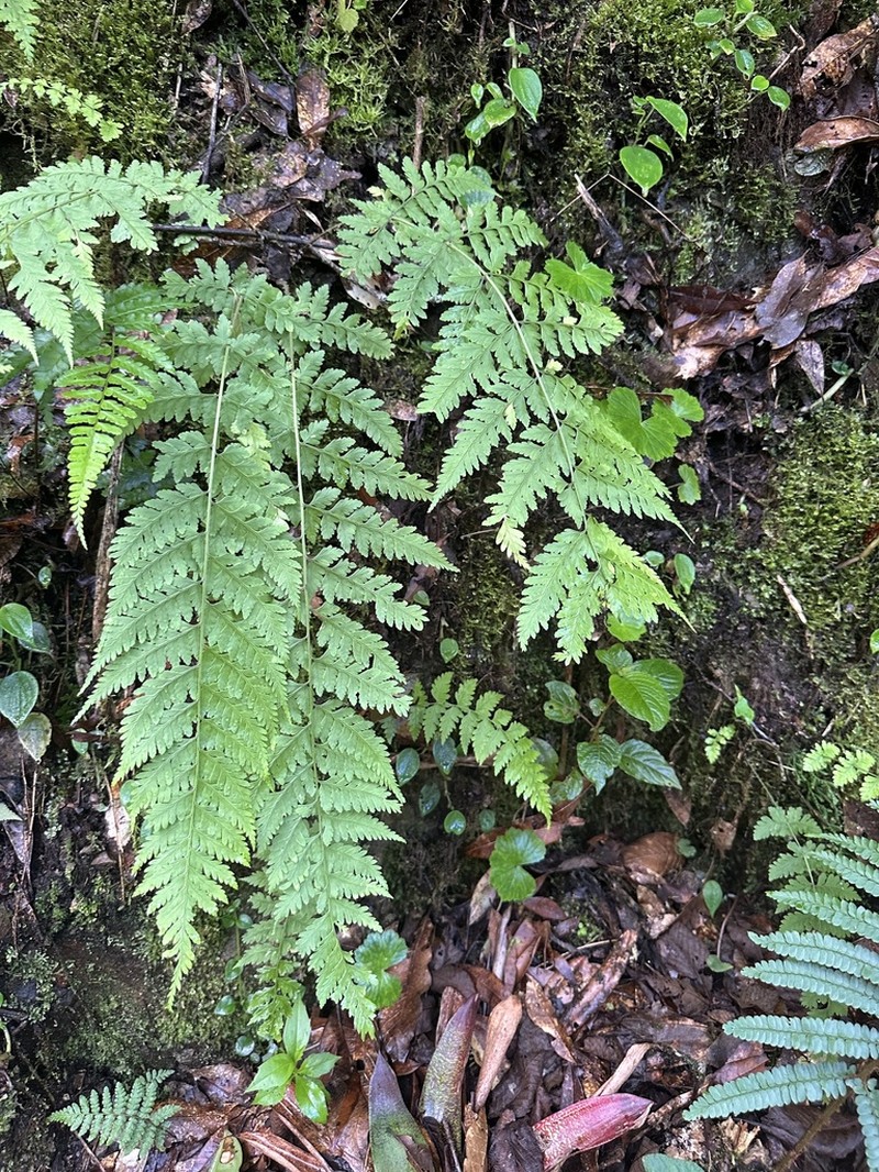 Dryopteris patula photo 4