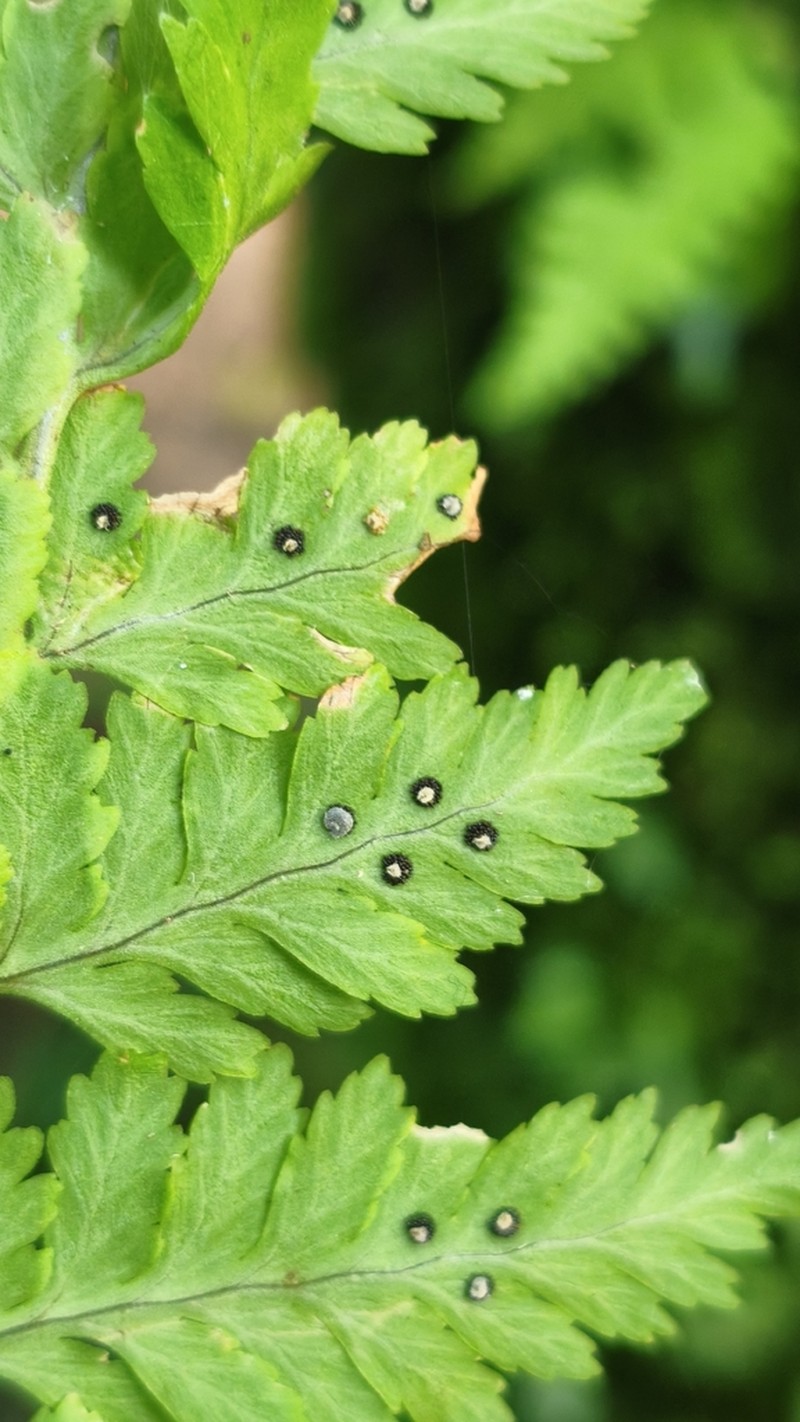 Dryopteris patula photo 5