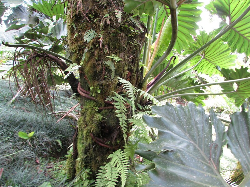 Dryopteris patula photo 6