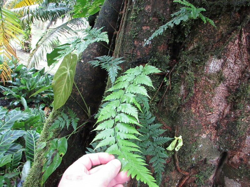 Dryopteris patula photo 7