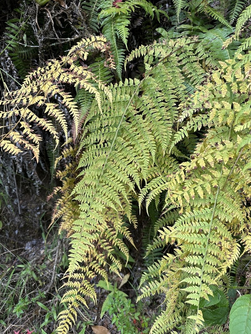 Dryopteris patula photo 8