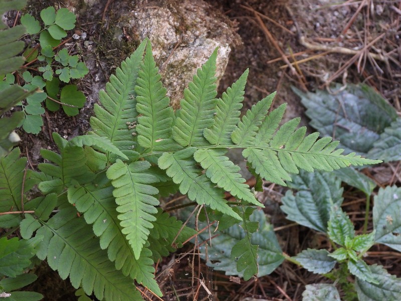 Dryopteris peninsulae