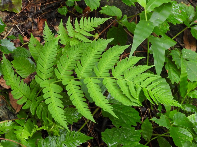 Dryopteris peninsulae photo 2